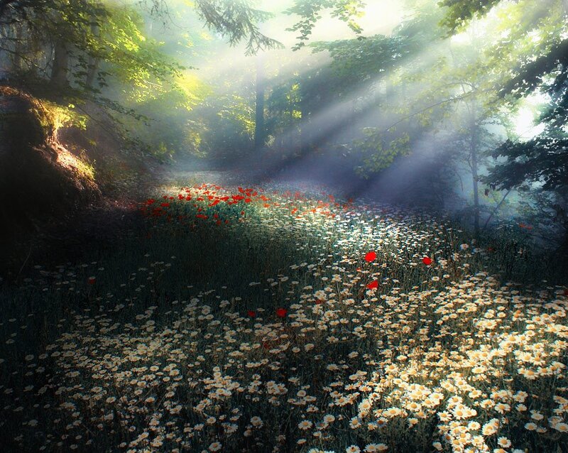 Sunlit Forest Clearing — Green, Serene, Morning, Photograph