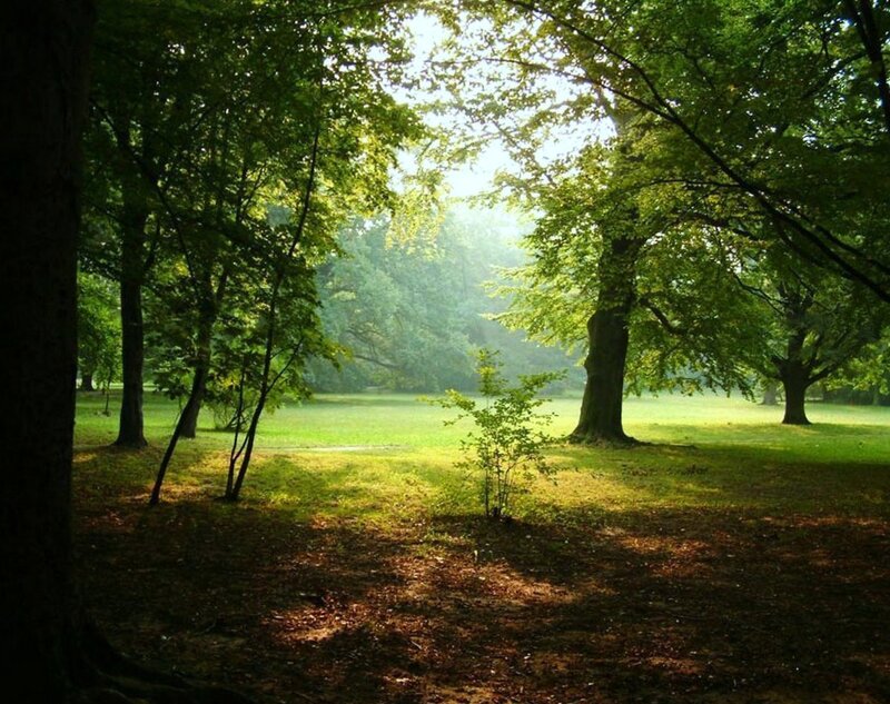 Sunlit Forest Clearing — Green, Serene, Morning, Photograph, Trees, Grass, Shadows