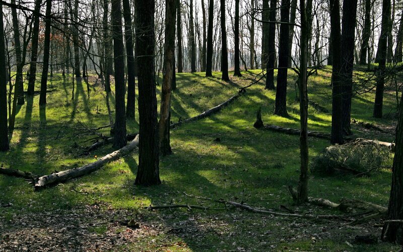 Sunlit Forest Clearing — Green, Serene, Morning, Photograph, Trees