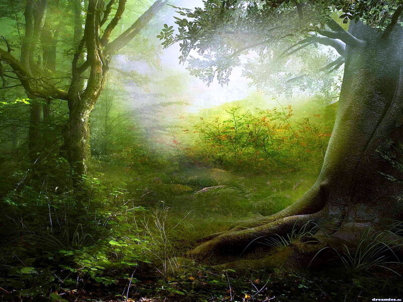 Sunlit Forest Clearing — Green, Serene