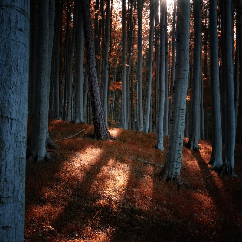 Sunlit Forest Floor — Brown, Serene