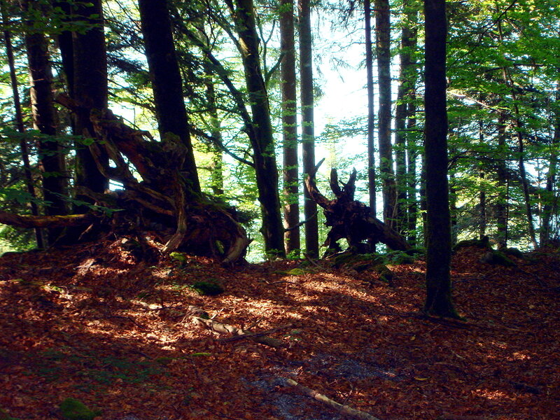 Sunlit Forest Floor — Brown
