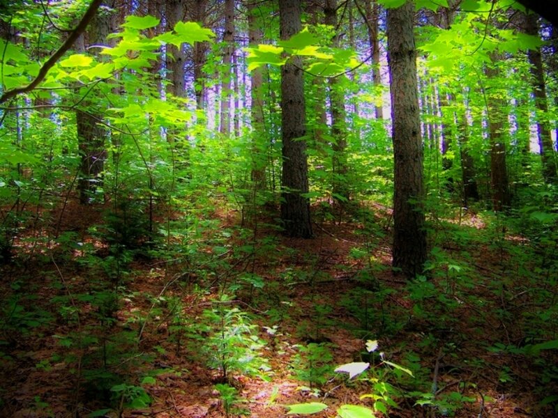 Sunlit Forest Floor — Green, Serene, Afternoon, Photograph