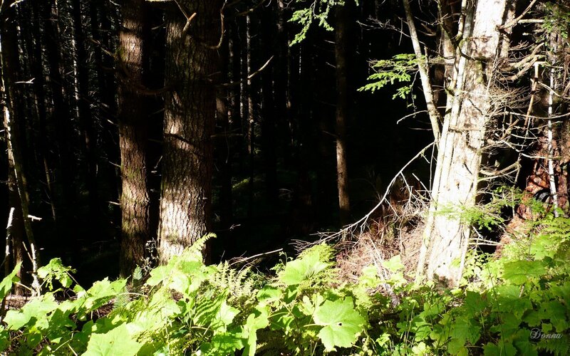 Sunlit Forest Floor — Green, Serene, Afternoon, Photograph, Trees, Ferns