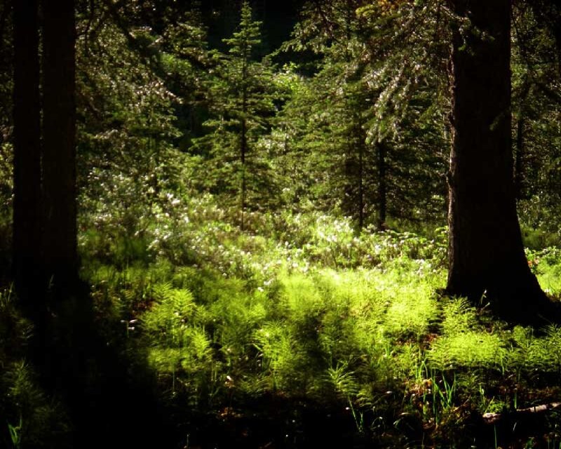 Sunlit Forest Floor — Green, Serene, Afternoon, Photograph, Trees, Plants