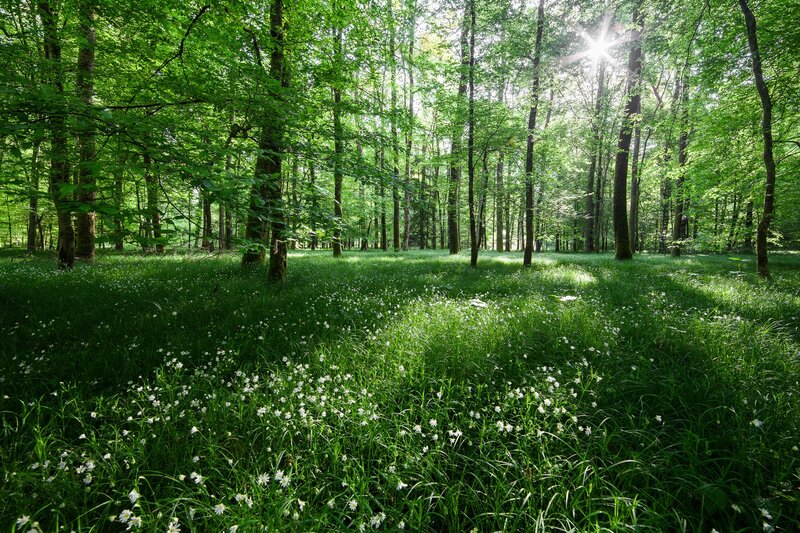 Sunlit Forest Floor — Green, Serene, Afternoon, Photograph, Trees