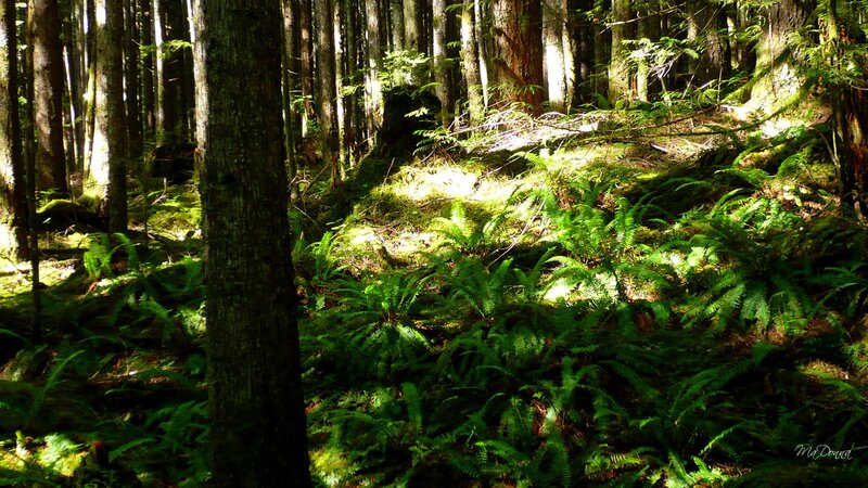 Sunlit Forest Floor — Green, Serene, Afternoon
