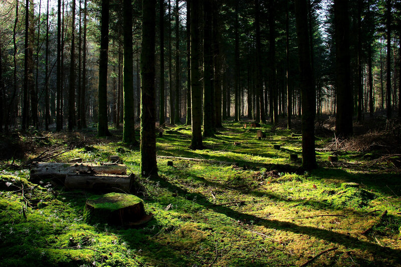 Sunlit Forest Floor — Green, Serene, Morning