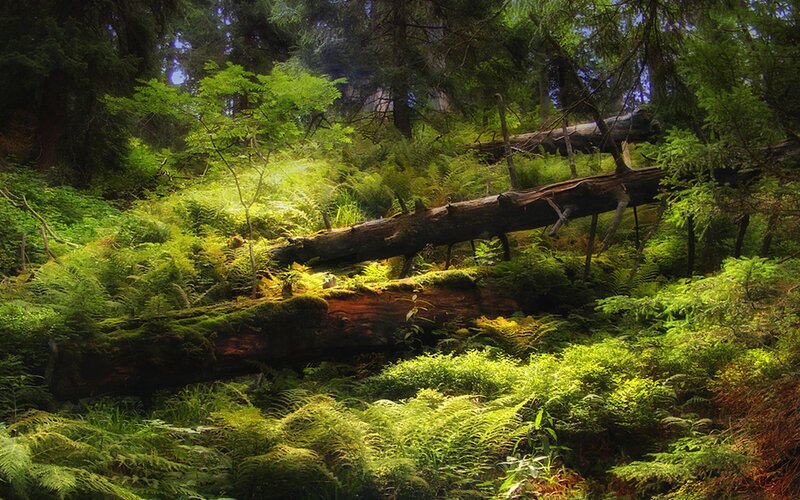 Sunlit Forest Floor — Green, Serene