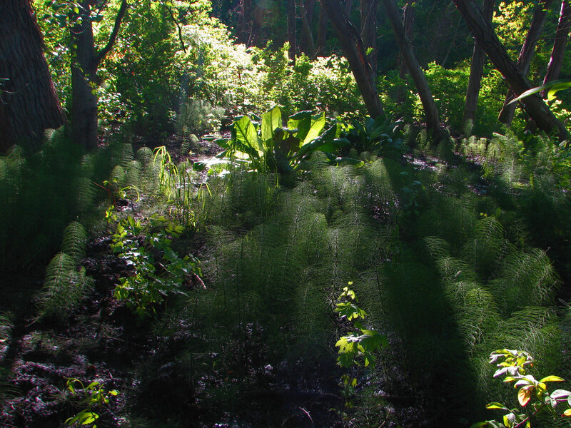 Sunlit Forest Floor — Green
