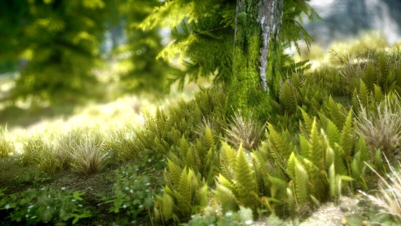 Sunlit forest floor