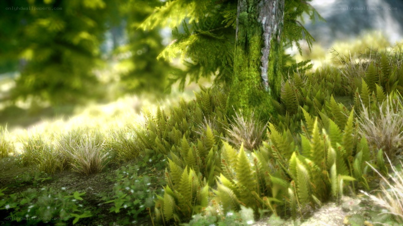 Sunlit forest floor