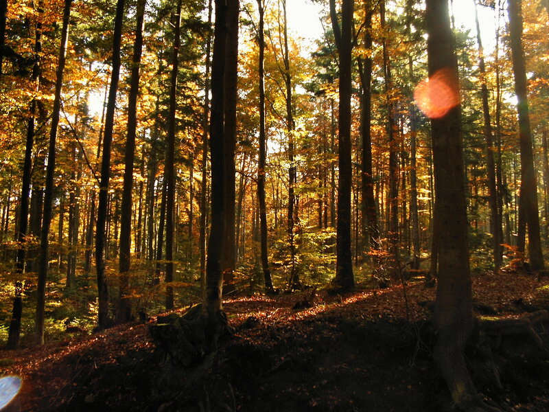 Sunlit Forest in Autumn