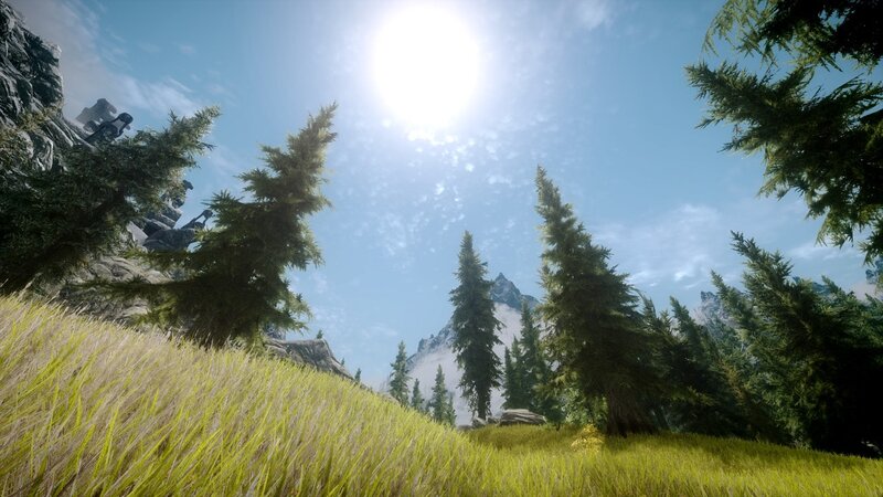 Sunlit forest landscape