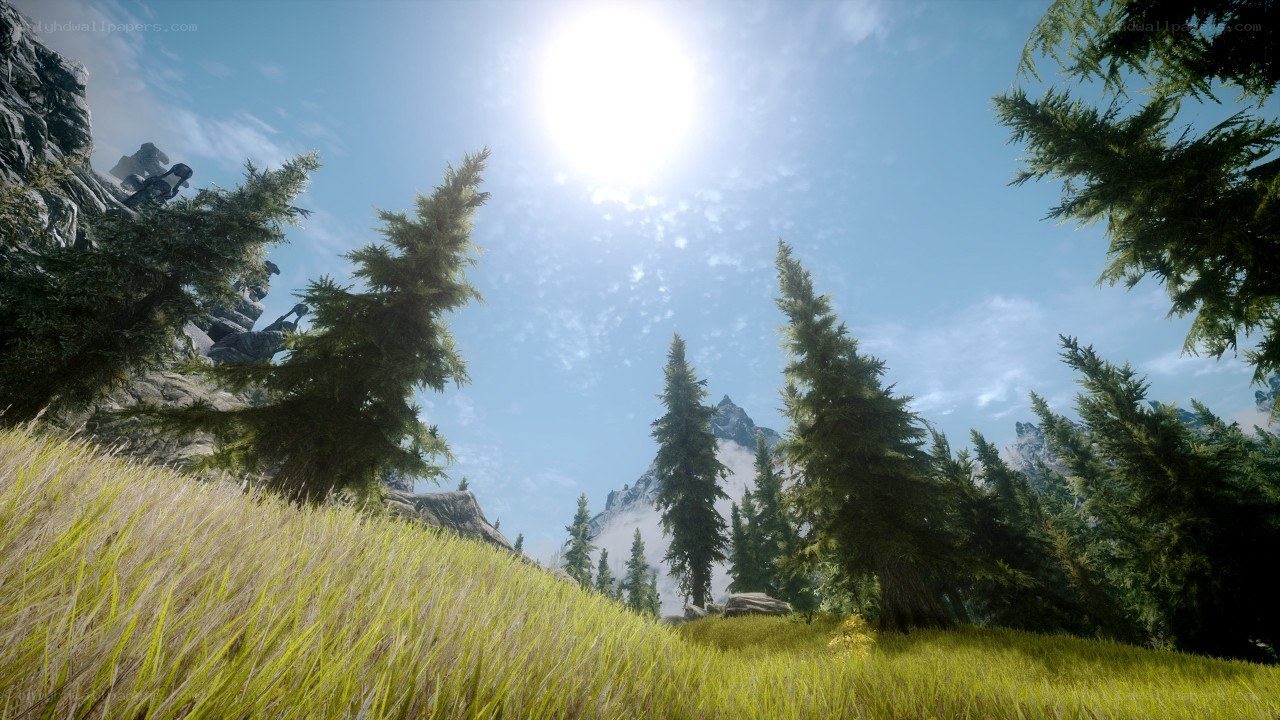 Sunlit forest landscape