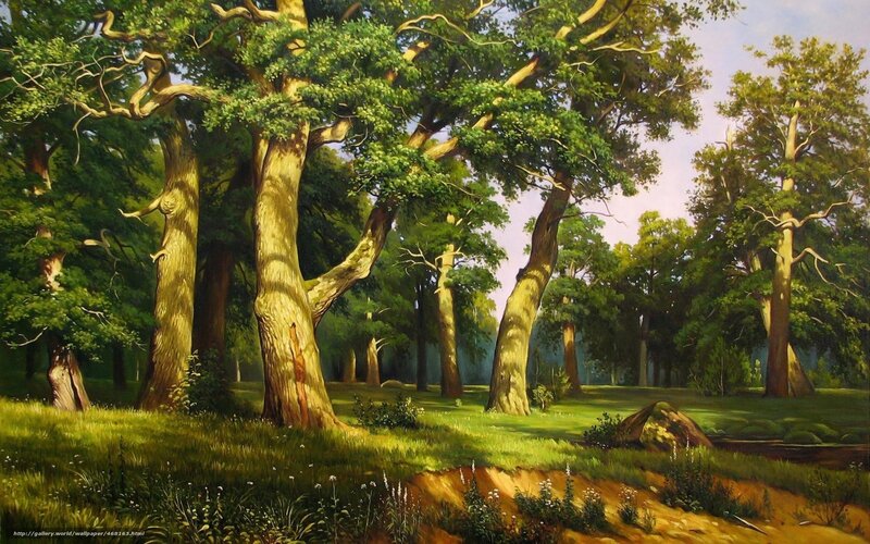 Sunlit forest landscape