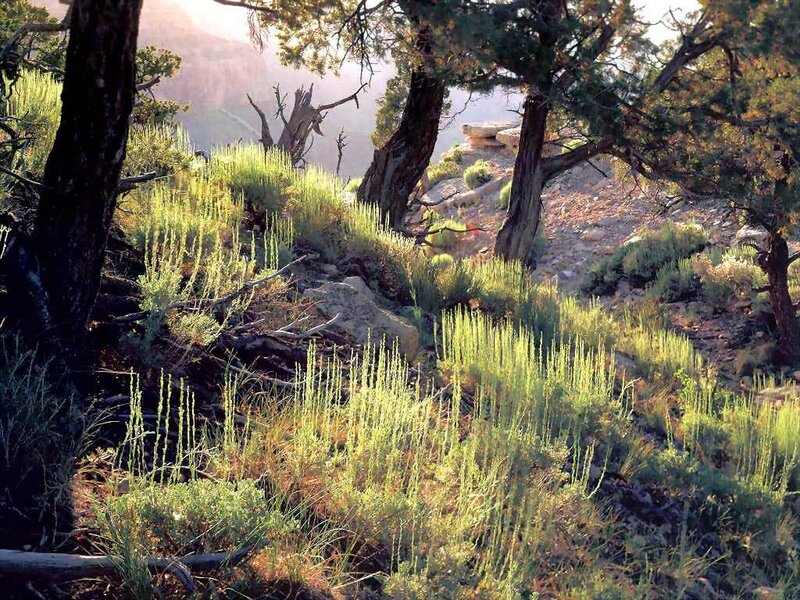 Sunlit forest on a canyon slope