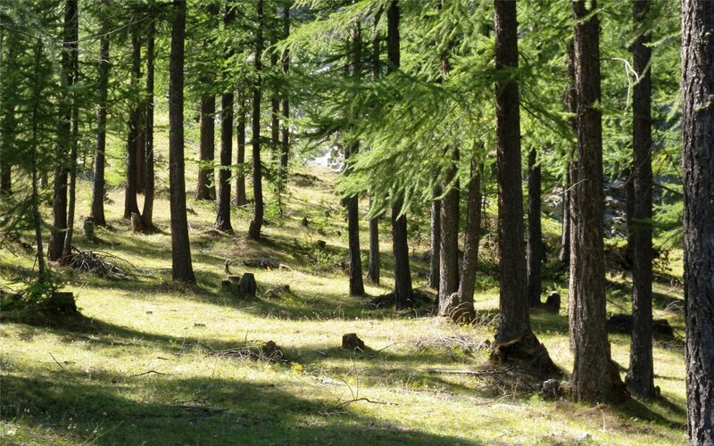 Sunlit forest on a hillside