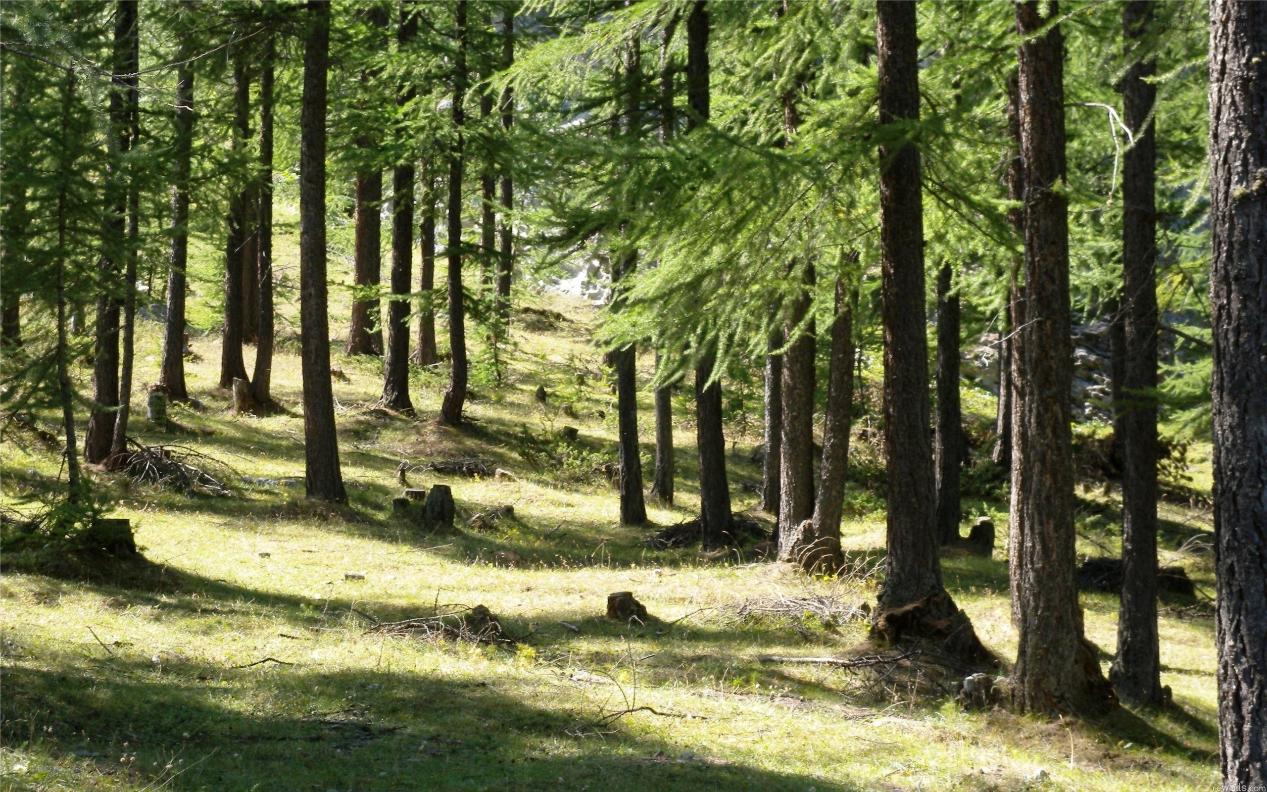 Sunlit forest on a hillside