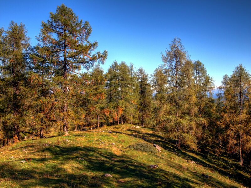 Sunlit forest on a hillside