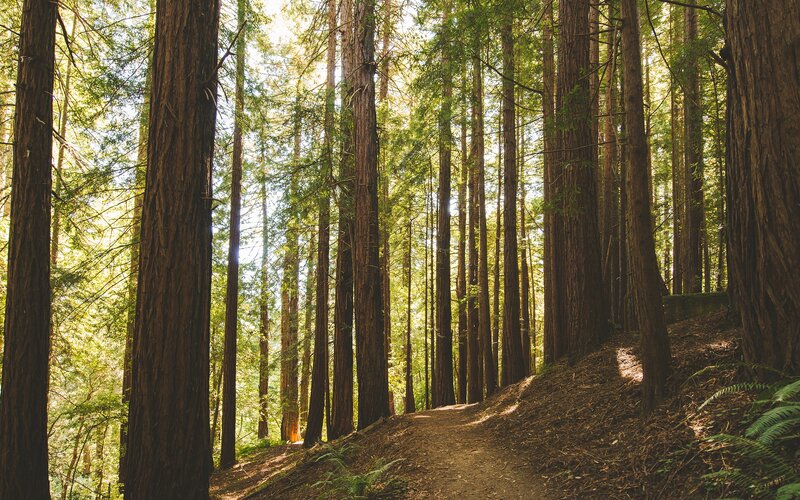 Sunlit forest path