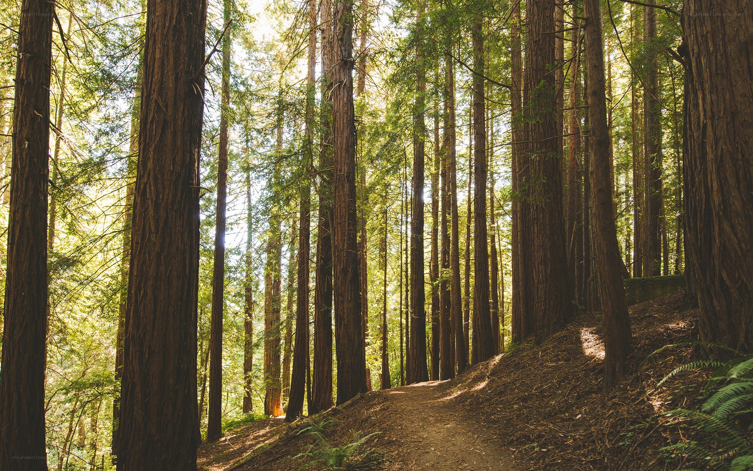 Sunlit forest path