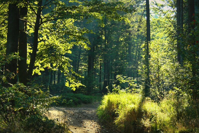 Sunlit forest path