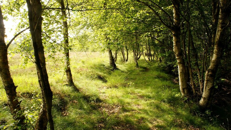 Sunlit forest path