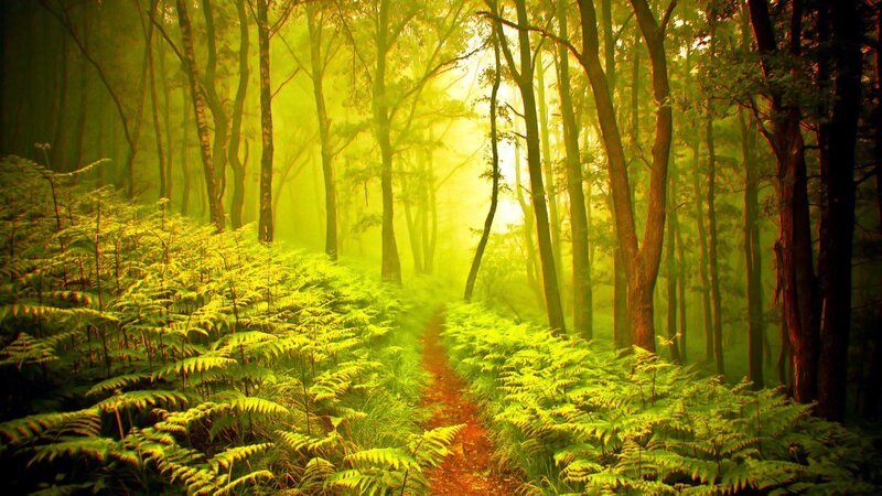 Sunlit forest path