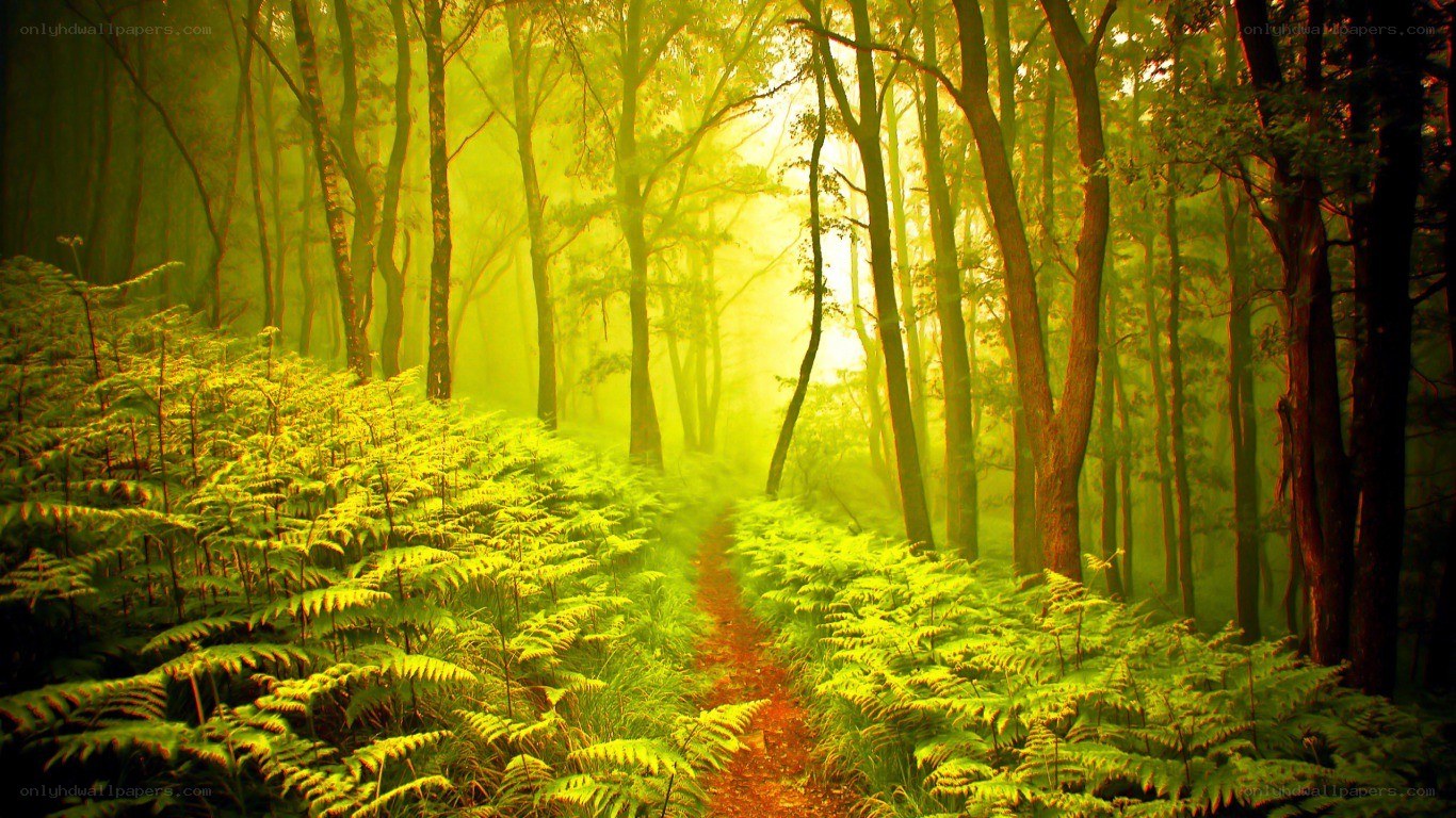 Sunlit forest path