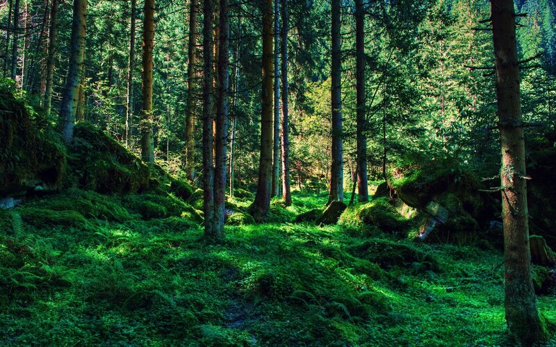 Sunlit forest path