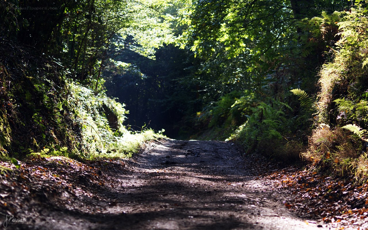 Sunlit forest path