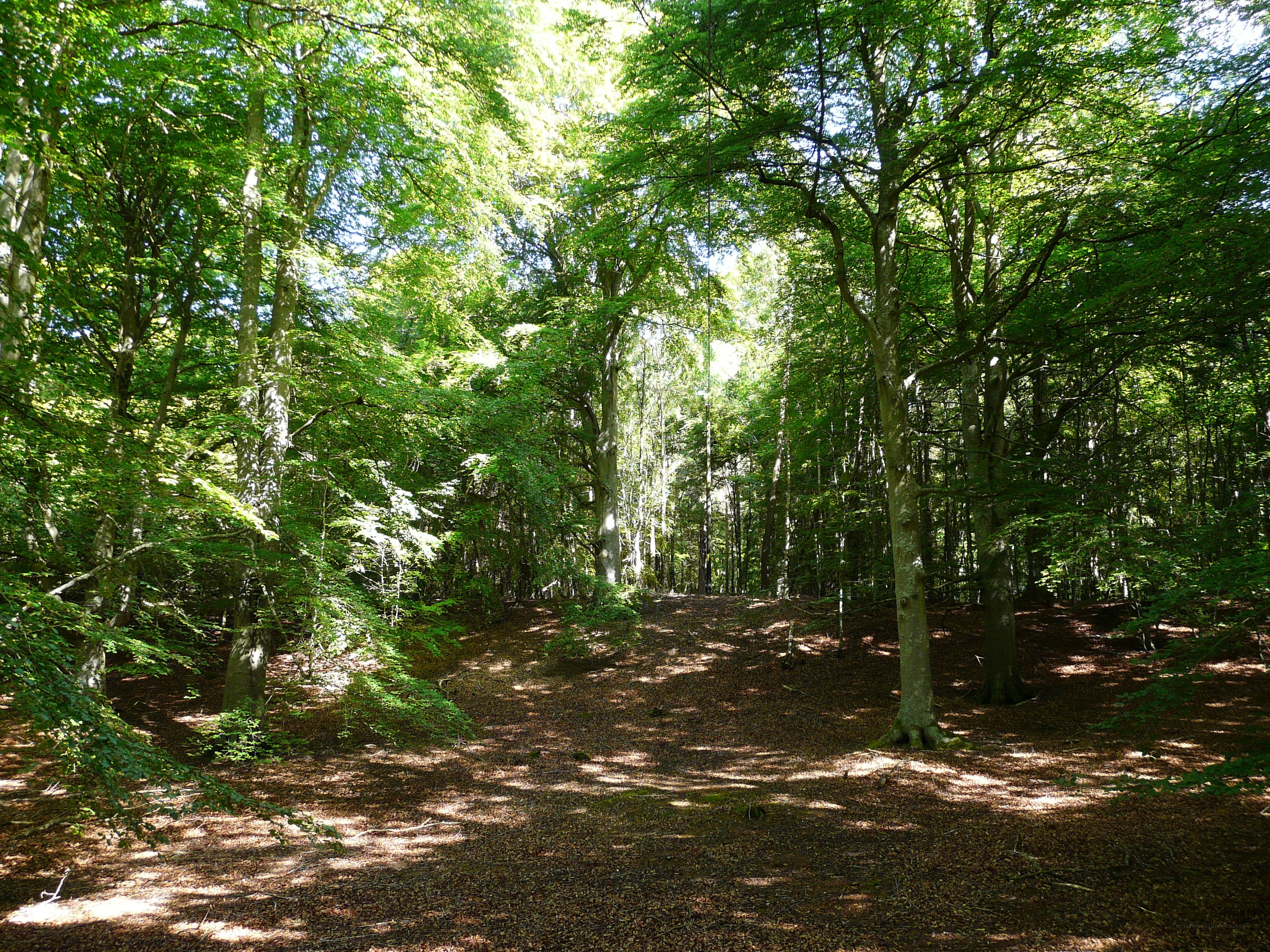 Sunlit forest path