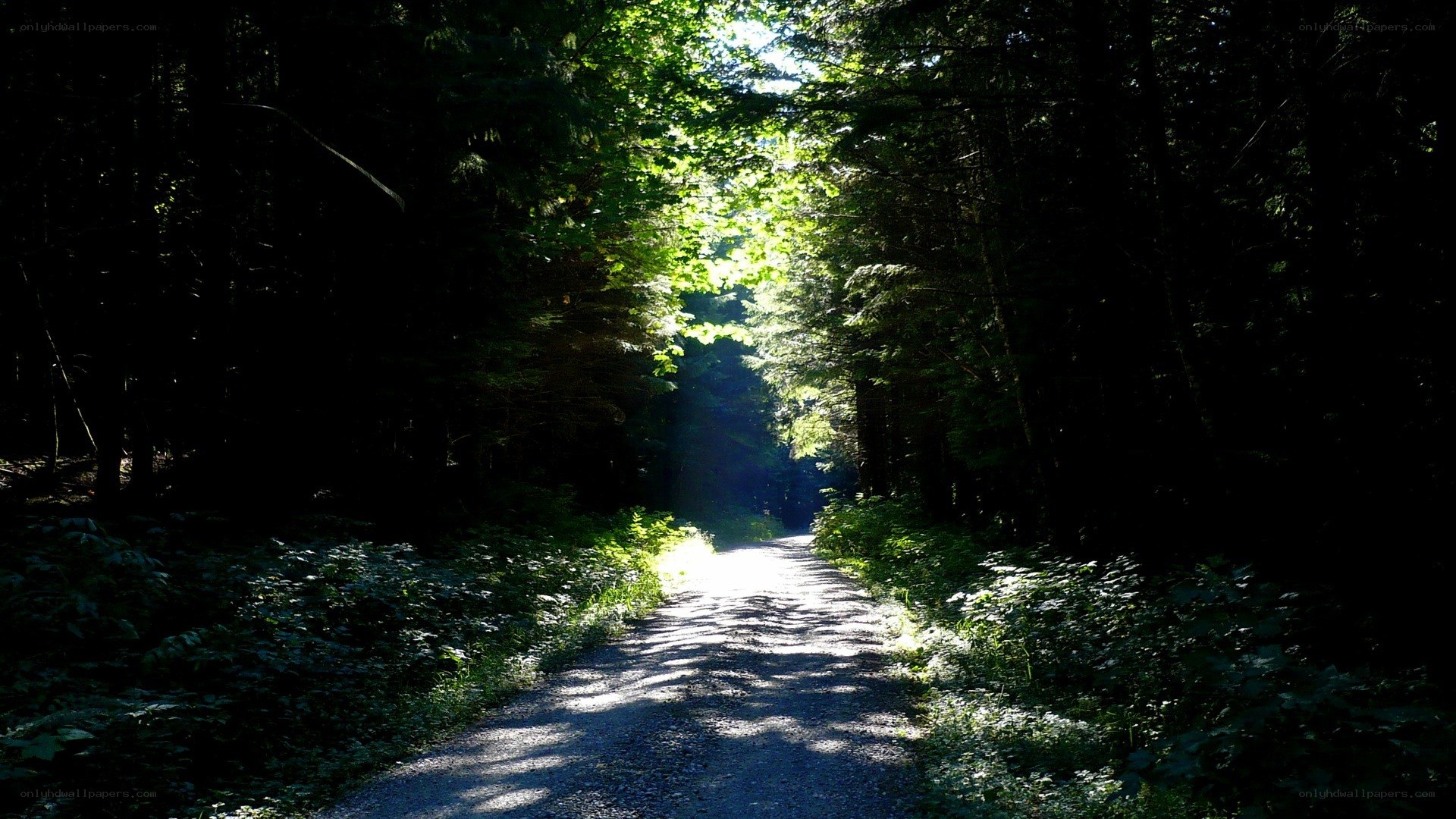 Sunlit forest path