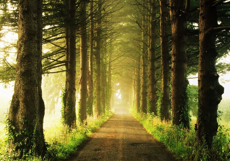 Sunlit forest path