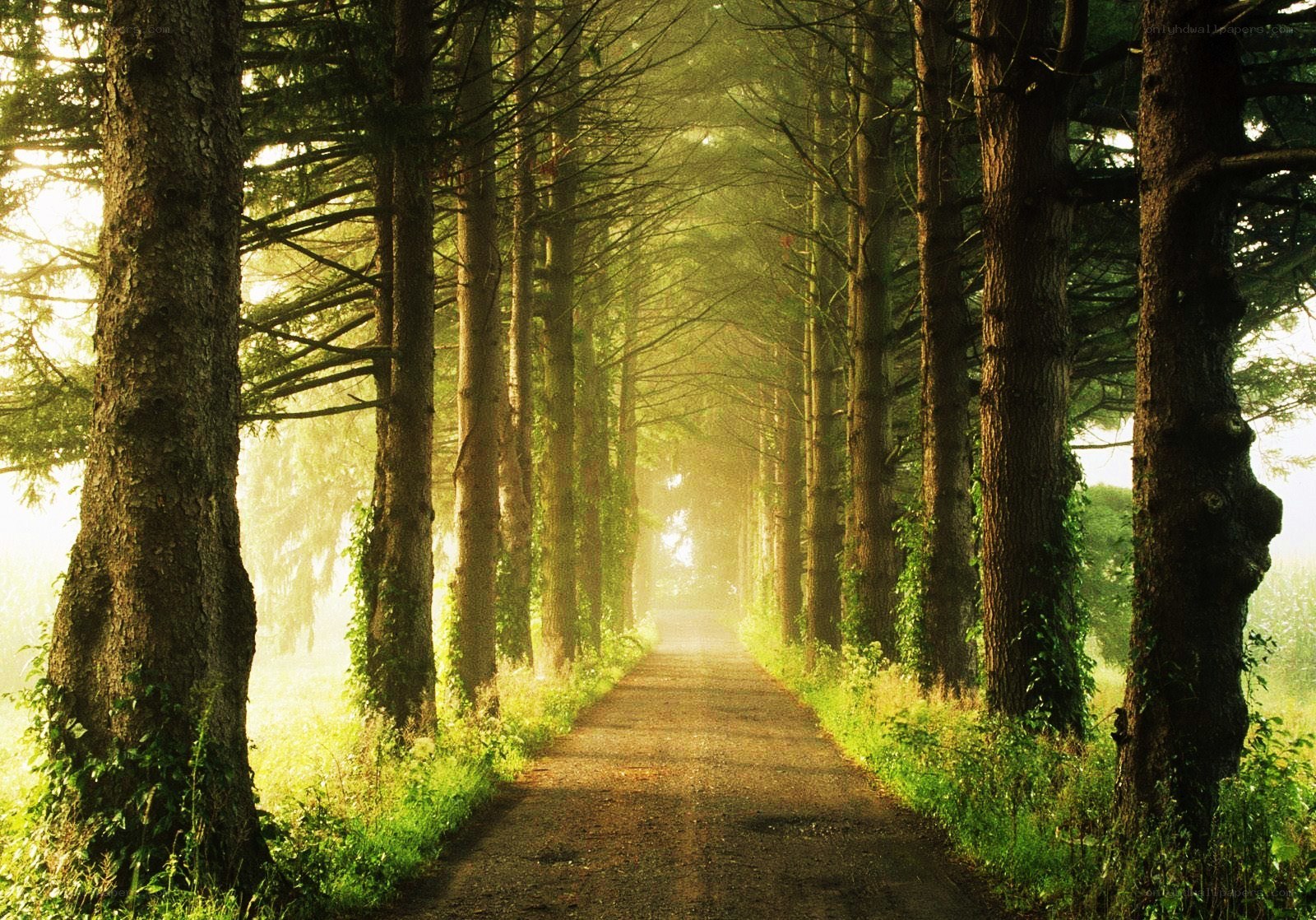 Sunlit forest path