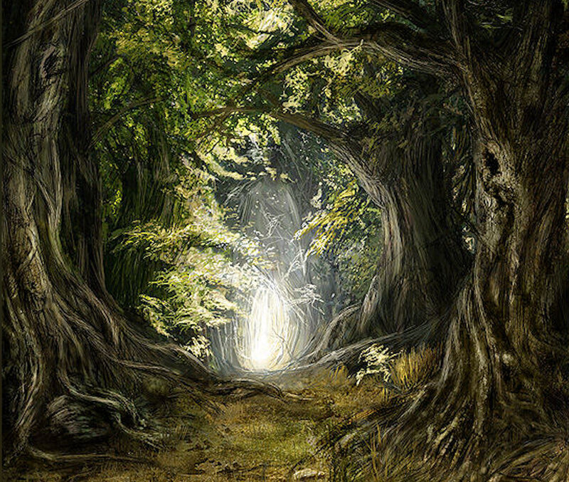 Sunlit forest path