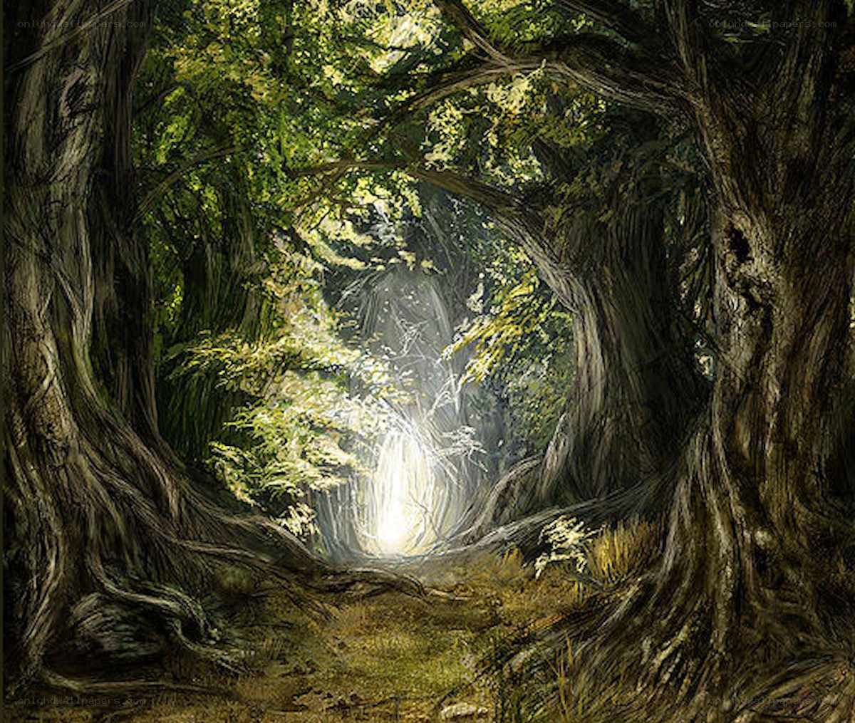 Sunlit forest path