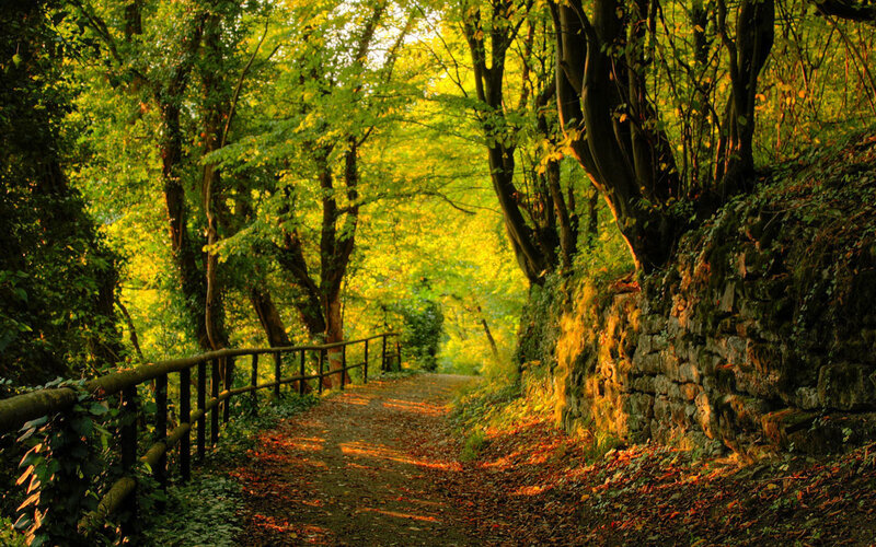 Sunlit forest path