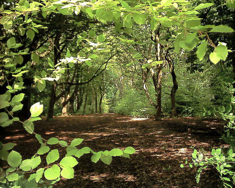 Sunlit forest path