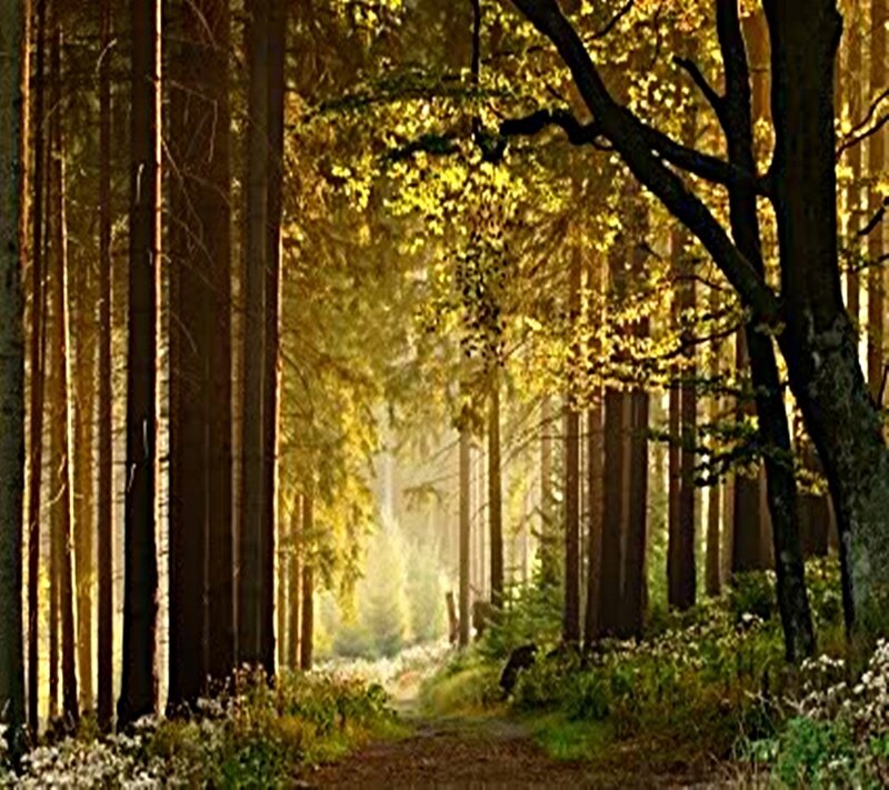 Sunlit forest path