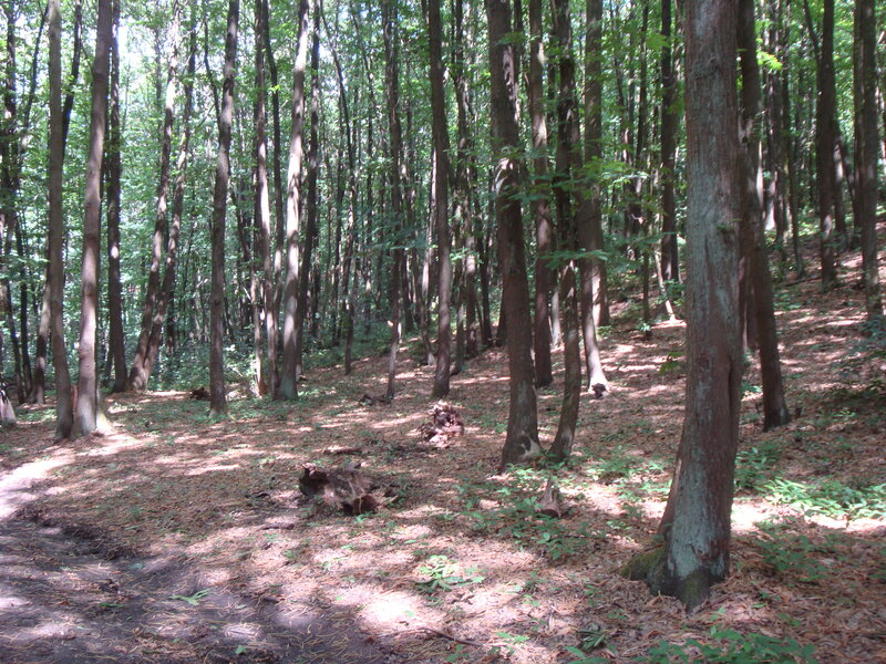 Sunlit forest path