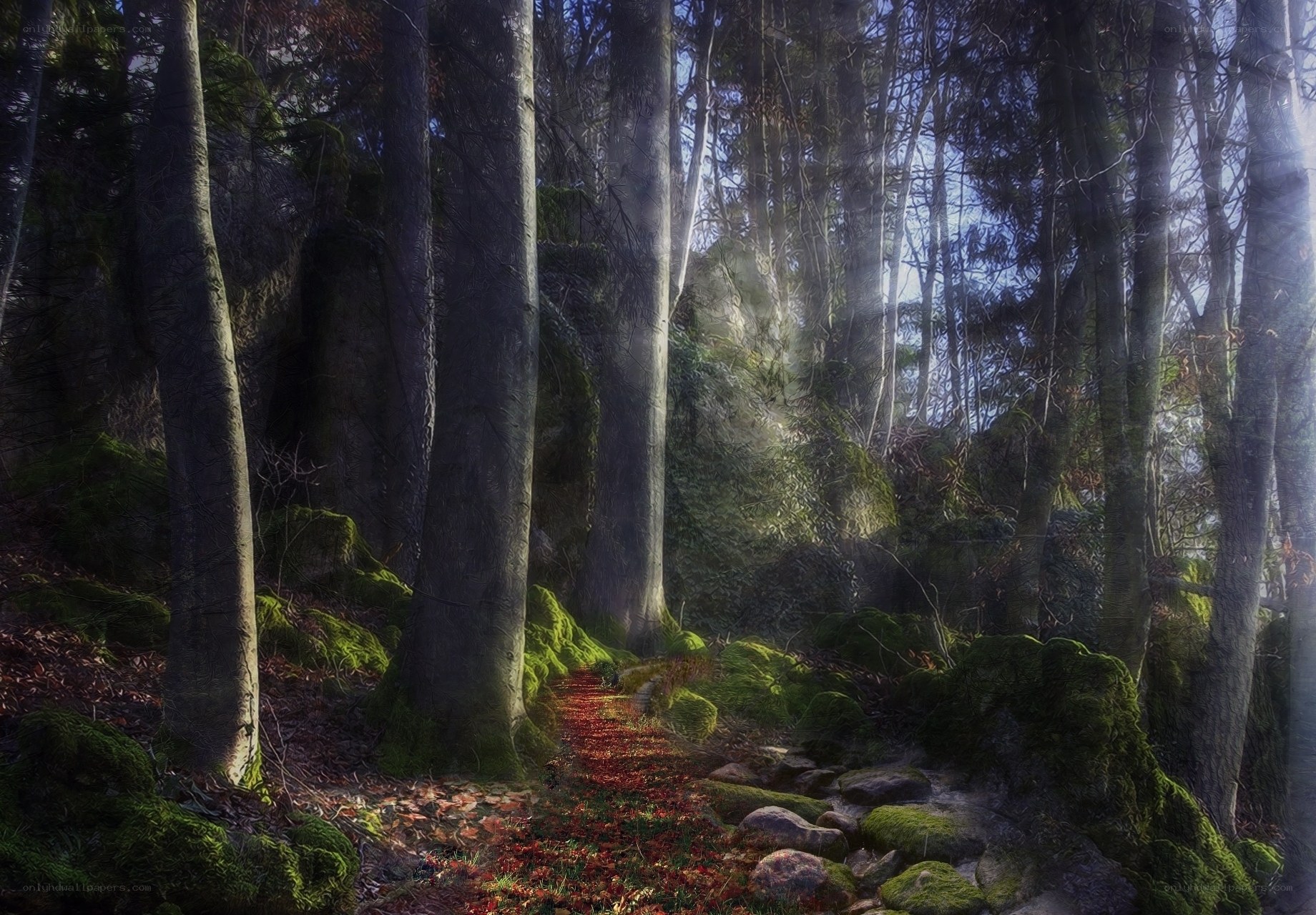 Sunlit forest path