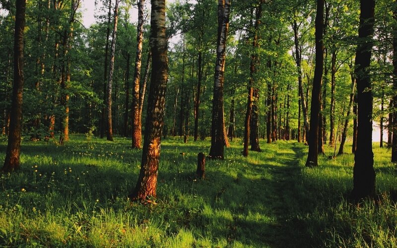 Sunlit forest path