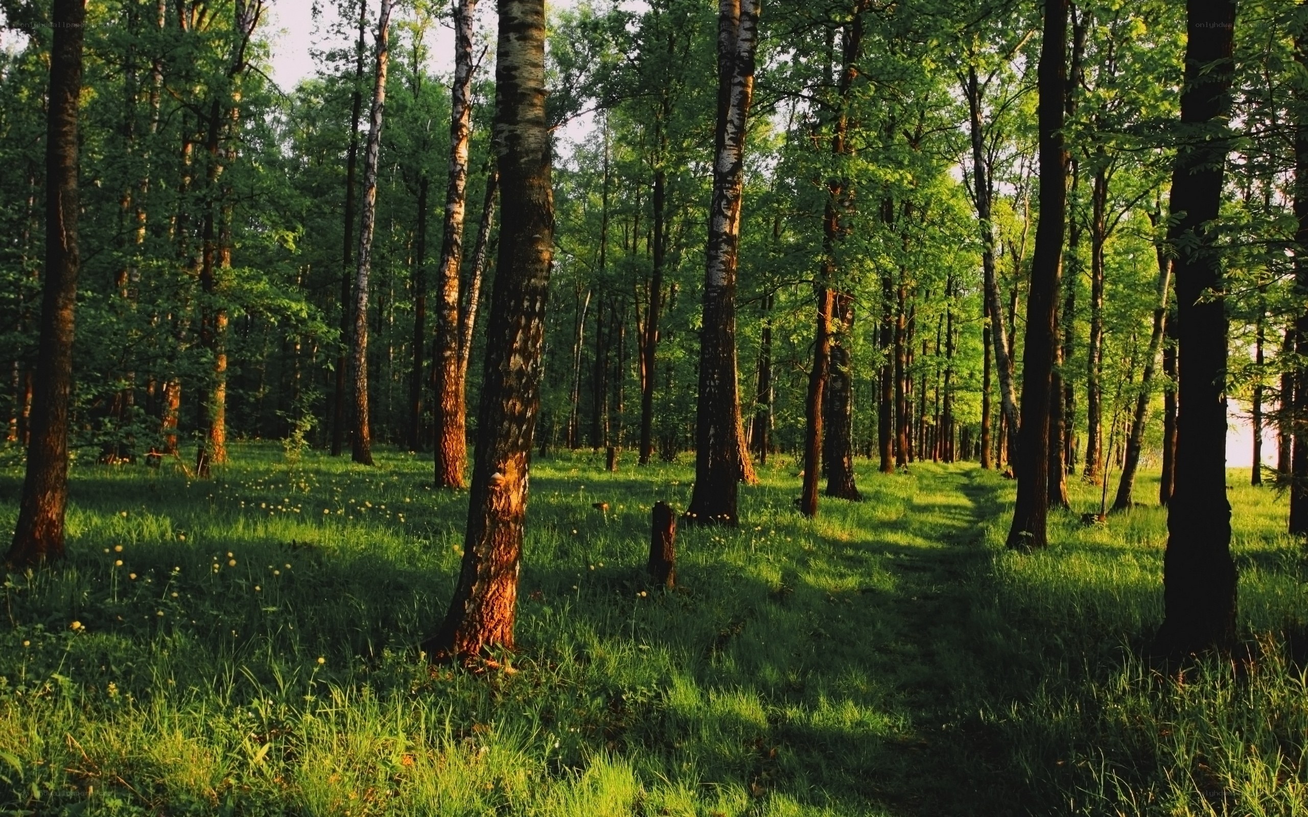 Sunlit forest path