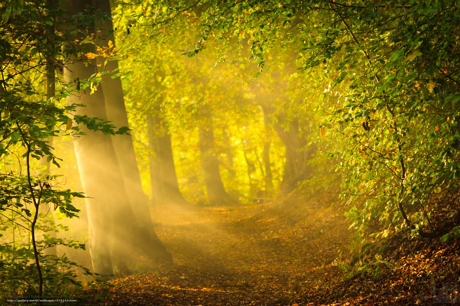 Sunlit forest path