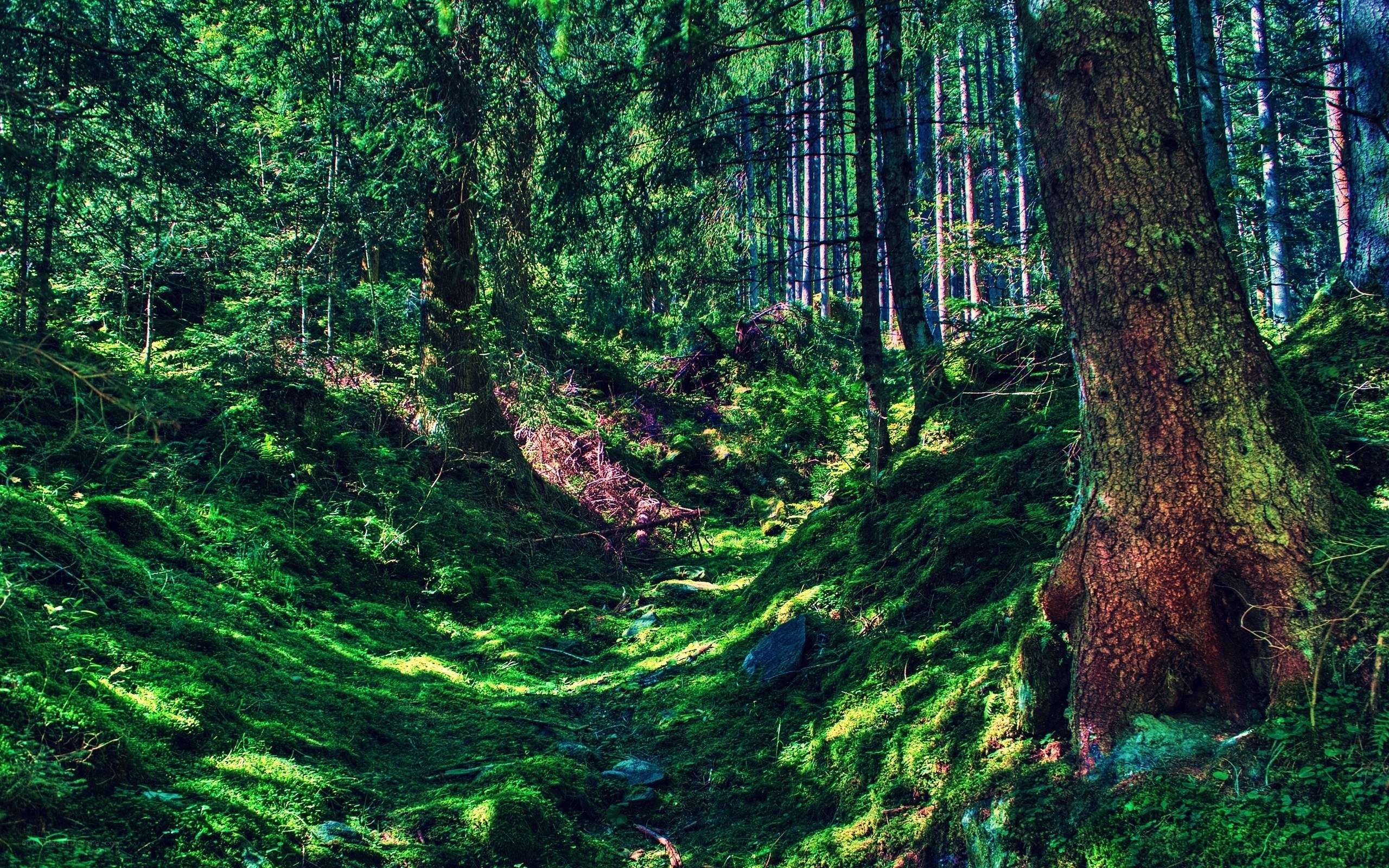 Sunlit forest path