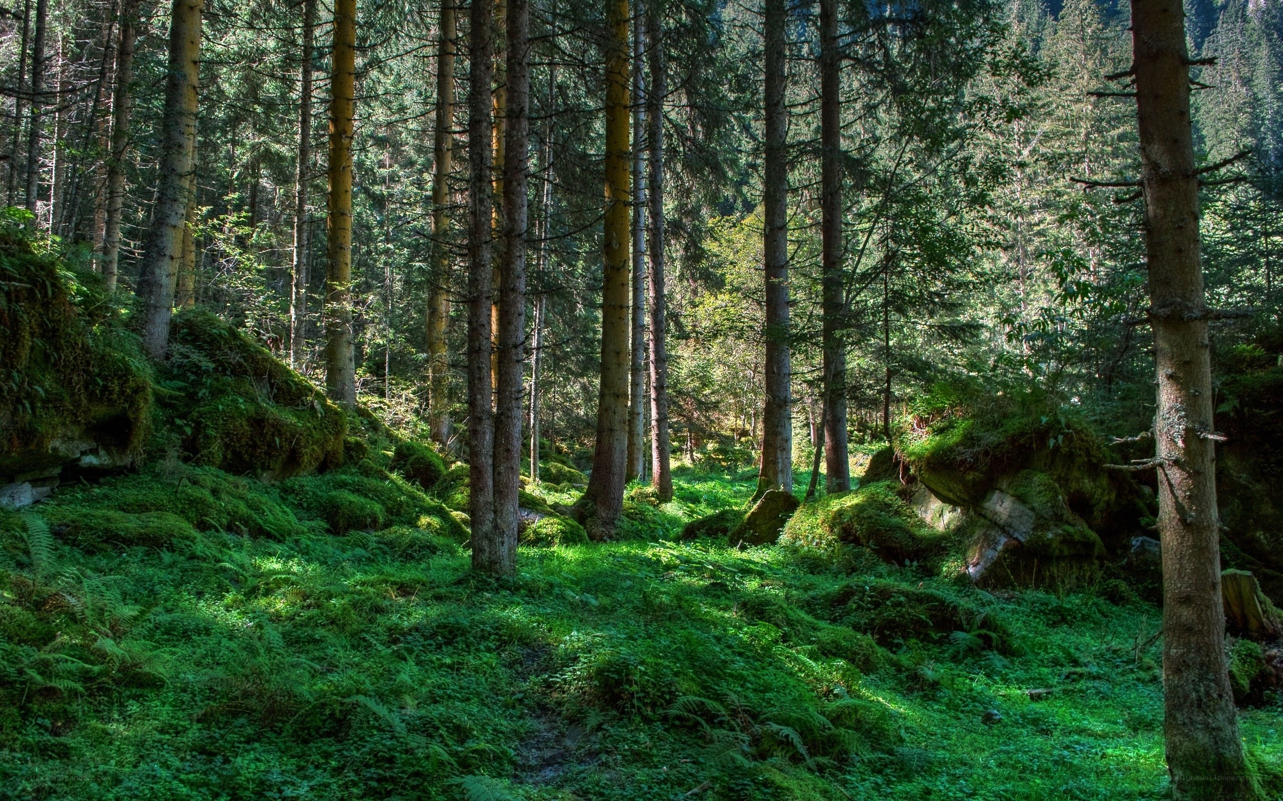 Sunlit forest path