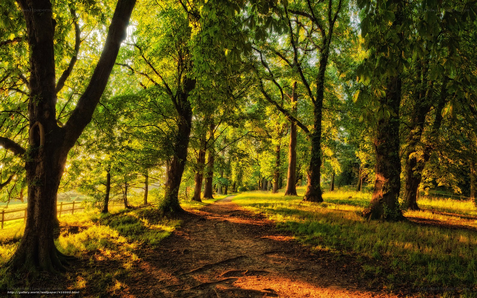 Sunlit forest path