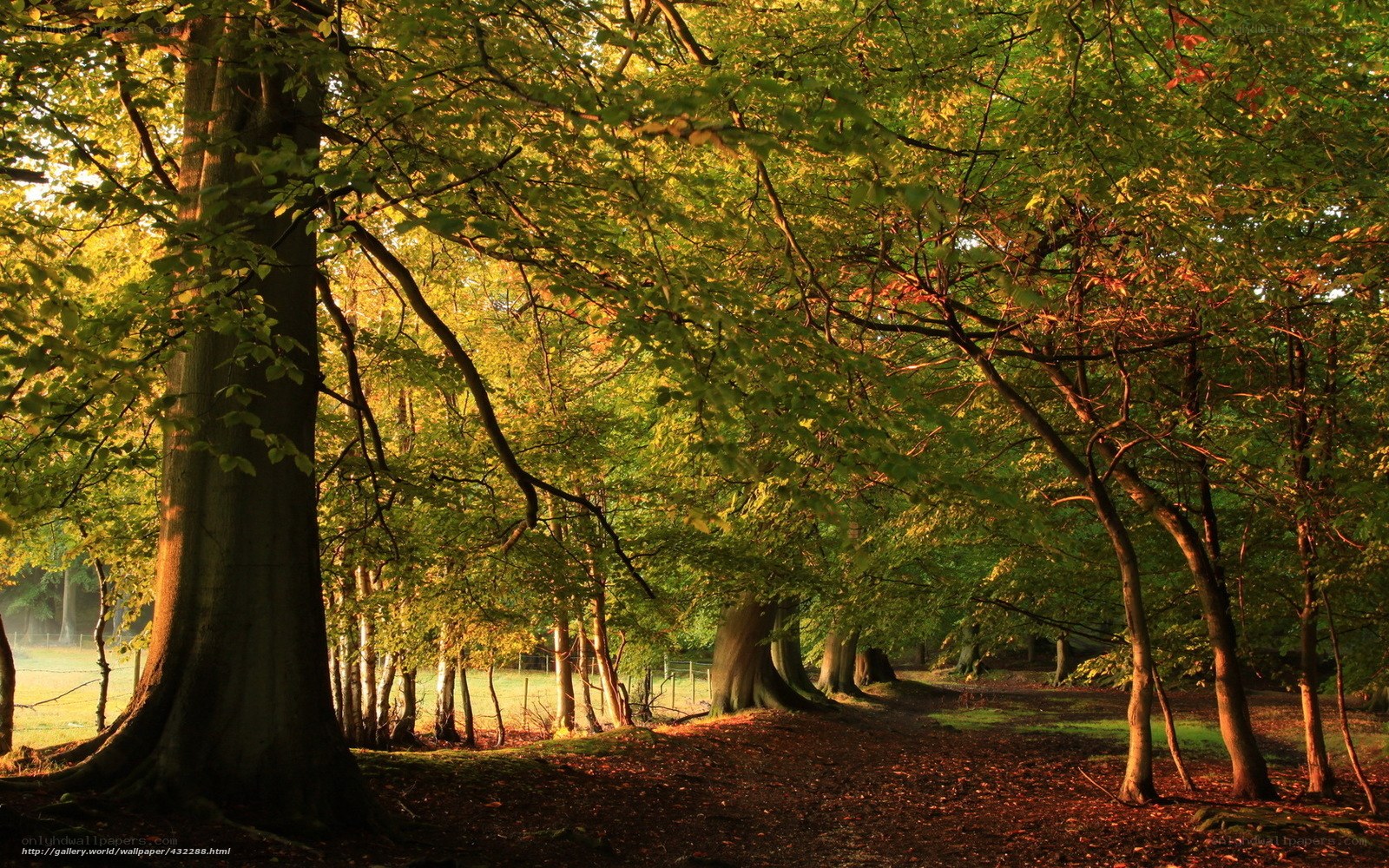 Sunlit forest path